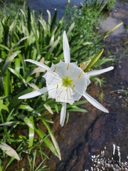 Hymenocallis coronaria