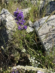 Nepeta multibracteata