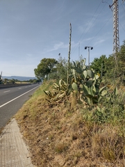 Opuntia ficus-indica