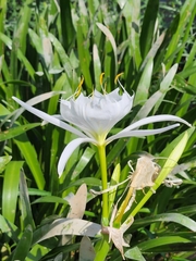Hymenocallis coronaria