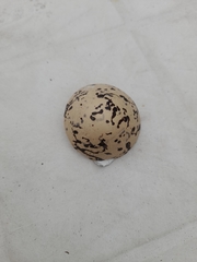 Haematopus ostralegus