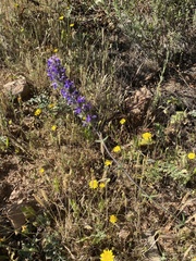 Nepeta multibracteata