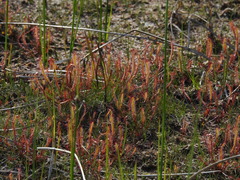 Drosera linearis