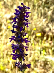 Nepeta multibracteata