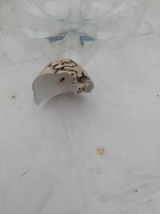 Haematopus ostralegus