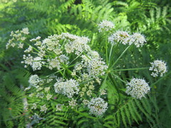 Cicuta virosa