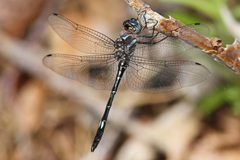 Brechmorhoga pertinax