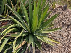Agave difformis