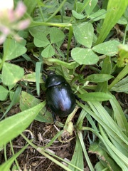 Pentodon bidens punctatus