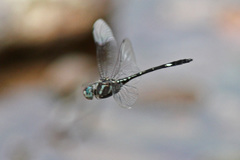 Brechmorhoga pertinax