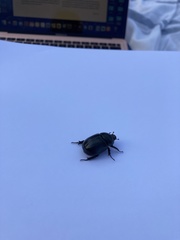 Pentodon bidens punctatus