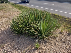 Agave difformis