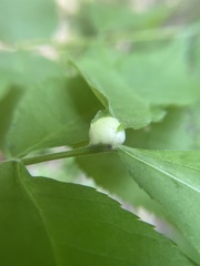 Phylloxera caryaemagna