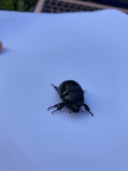 Pentodon bidens punctatus