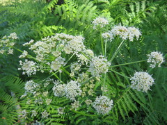 Cicuta virosa