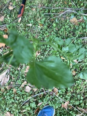 Smilax tamnoides