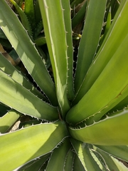 Agave difformis