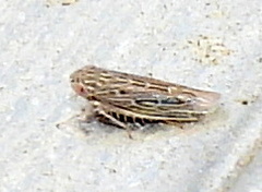 Graminella sonora
