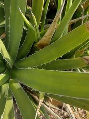 Agave difformis
