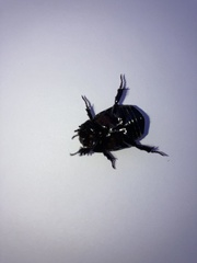 Pentodon bidens punctatus