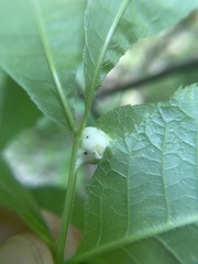 Phylloxera caryaemagna