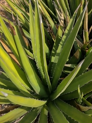 Agave difformis