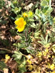Potentilla hirta