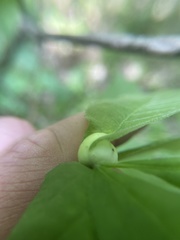 Phylloxera caryaemagna