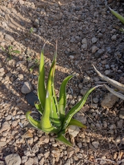 Agave difformis