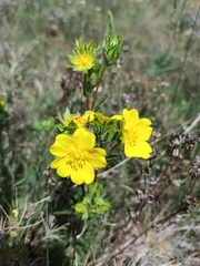 Potentilla hirta