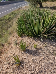 Agave difformis