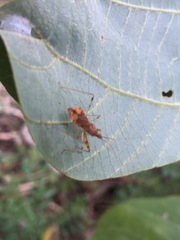 Gorpis brevilineatus