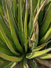 Agave difformis