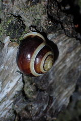 Cepaea hortensis