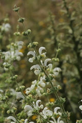 Salvia argentea