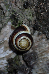 Cepaea hortensis