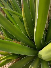 Agave difformis