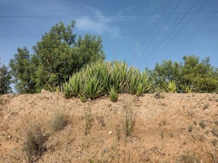 Agave difformis