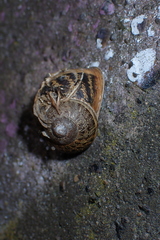 Cornu aspersum