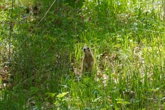 Spermophilus erythrogenys