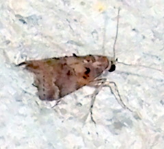 Pococera euphemella
