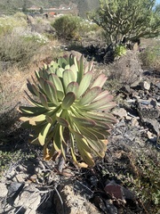 Aeonium urbicum image