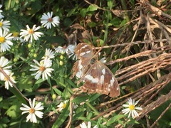 Argynnis sagana