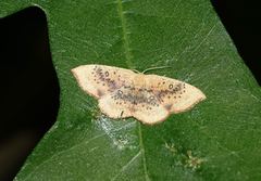 Cyclophora lennigiaria