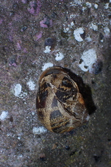 Cornu aspersum
