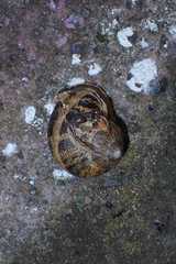 Cornu aspersum