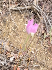 Calochortus splendens