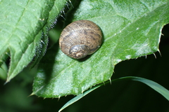 Cornu aspersum