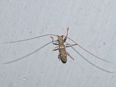 Olenecamptus bilobus