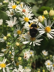 Glycyphana fulvistemma